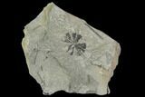 Pennsylvanian Fossil Horsetail (Sphenophyllum) Whorl - Kentucky #112894-1